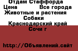 Отдам Стаффорда › Цена ­ 2 000 - Все города Животные и растения » Собаки   . Краснодарский край,Сочи г.